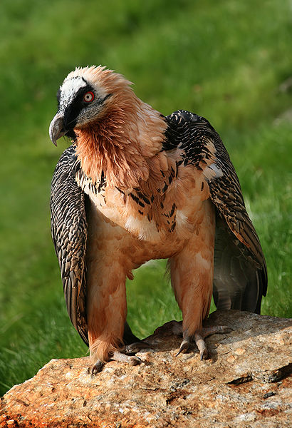 Бородач или ягнятник (англ. - Bearded Vulture, лат - Gypaetus barbatus)