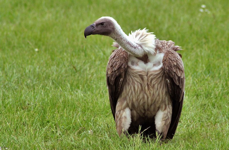   (. - White-backed Vulture, . - Gyps africanus)