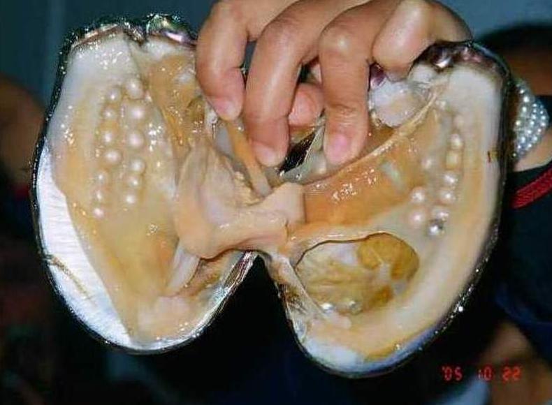Моллюск жемчужница