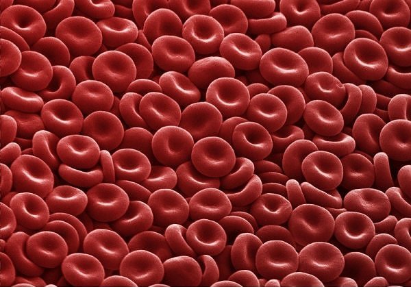 Красные кровяные тельца (эритроциты)