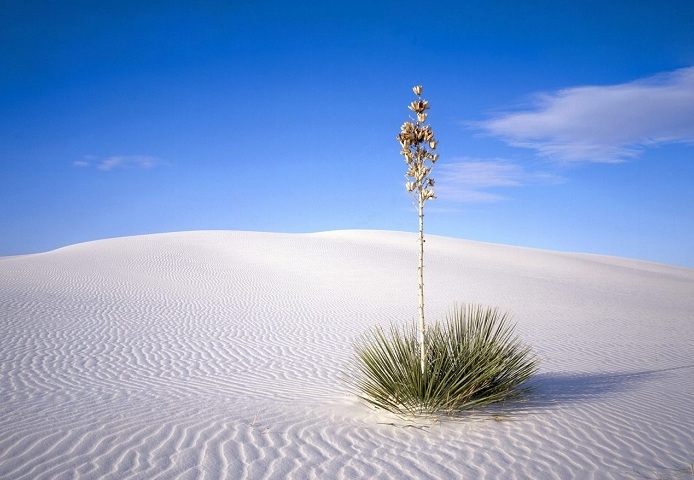    (White Sands Desert)