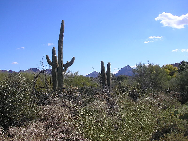  ,   -   (. Sonoran Desert; . Desierto de Sonora) -    ,       