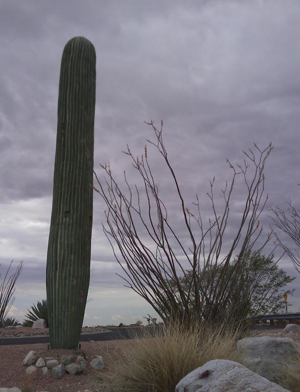  ,   -   (. Sonoran Desert; . Desierto de Sonora) -    ,       