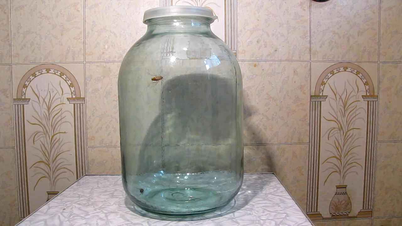 Fly (insect) and German cockroach in atmosphere of methane.      