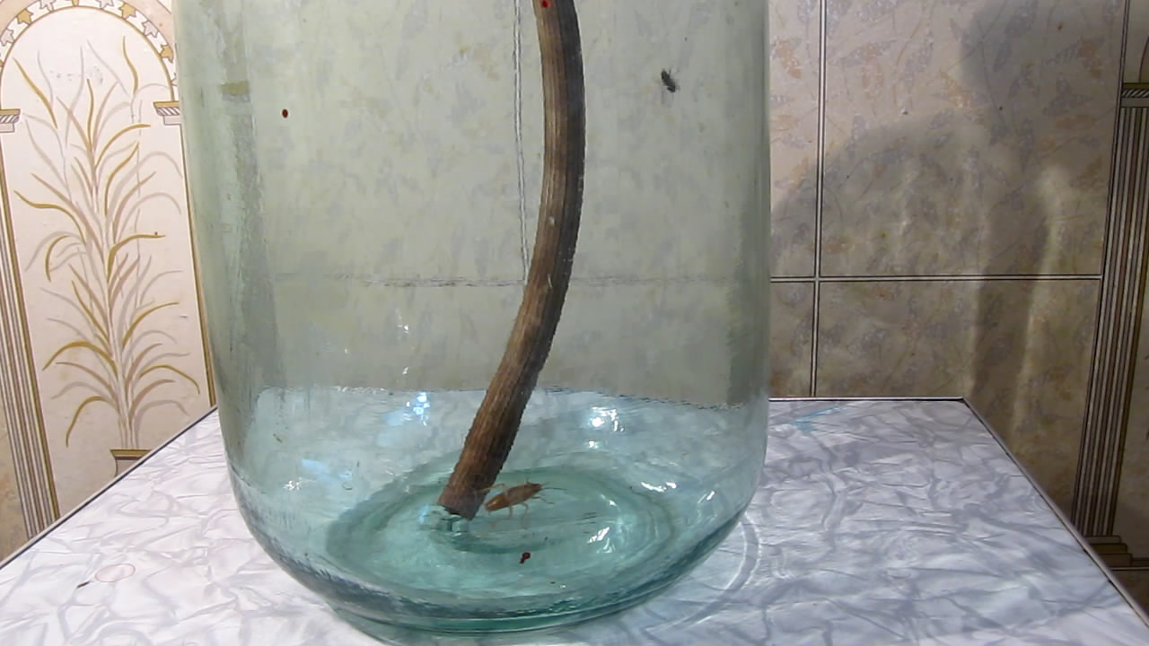 Fly (insect) and German cockroach in atmosphere of methane.      