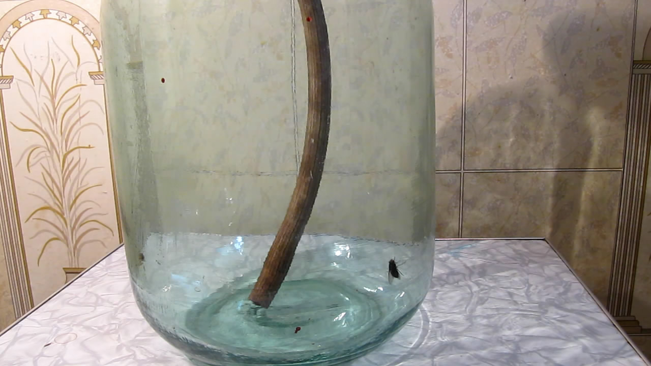Fly (insect) and German cockroach in atmosphere of methane.      