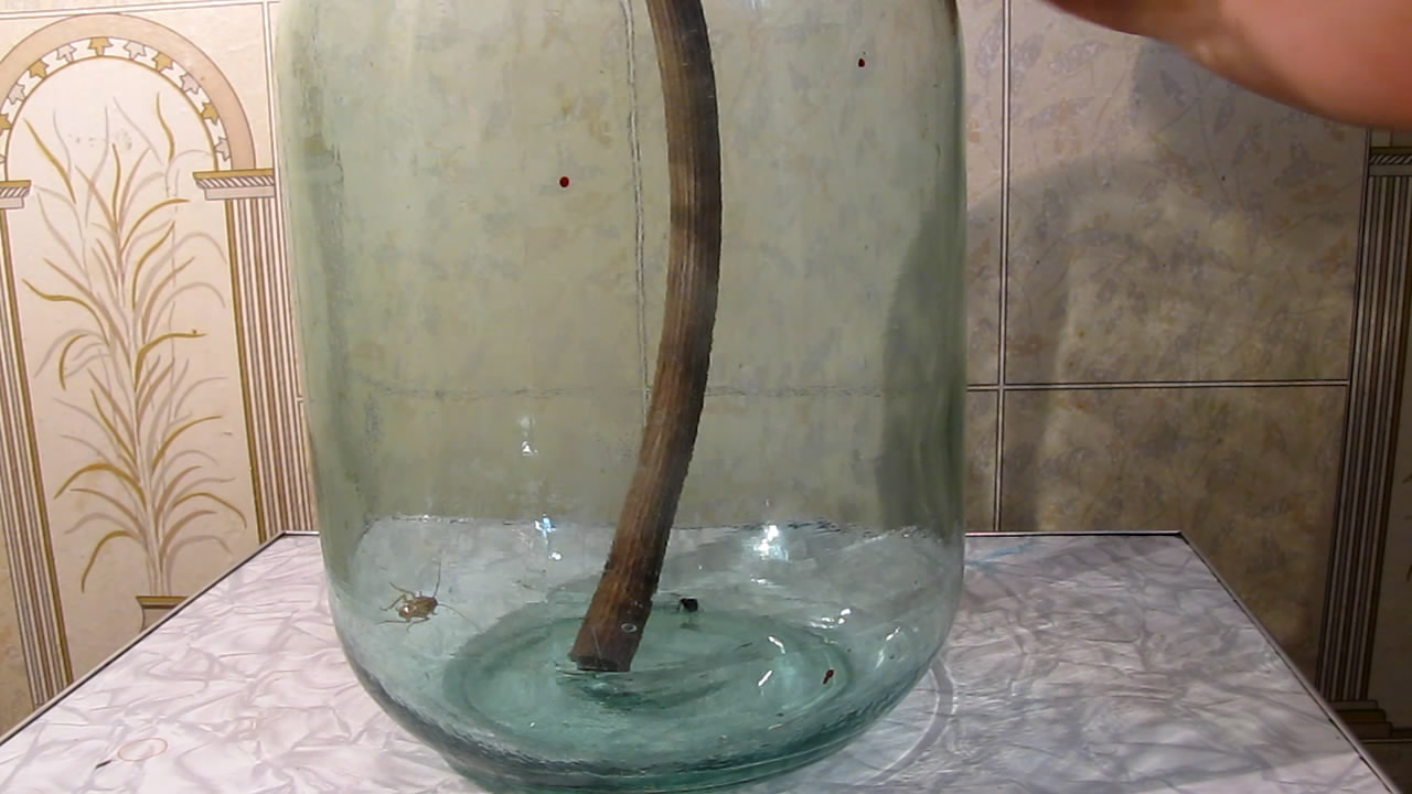 Fly (insect) and German cockroach in atmosphere of methane.      