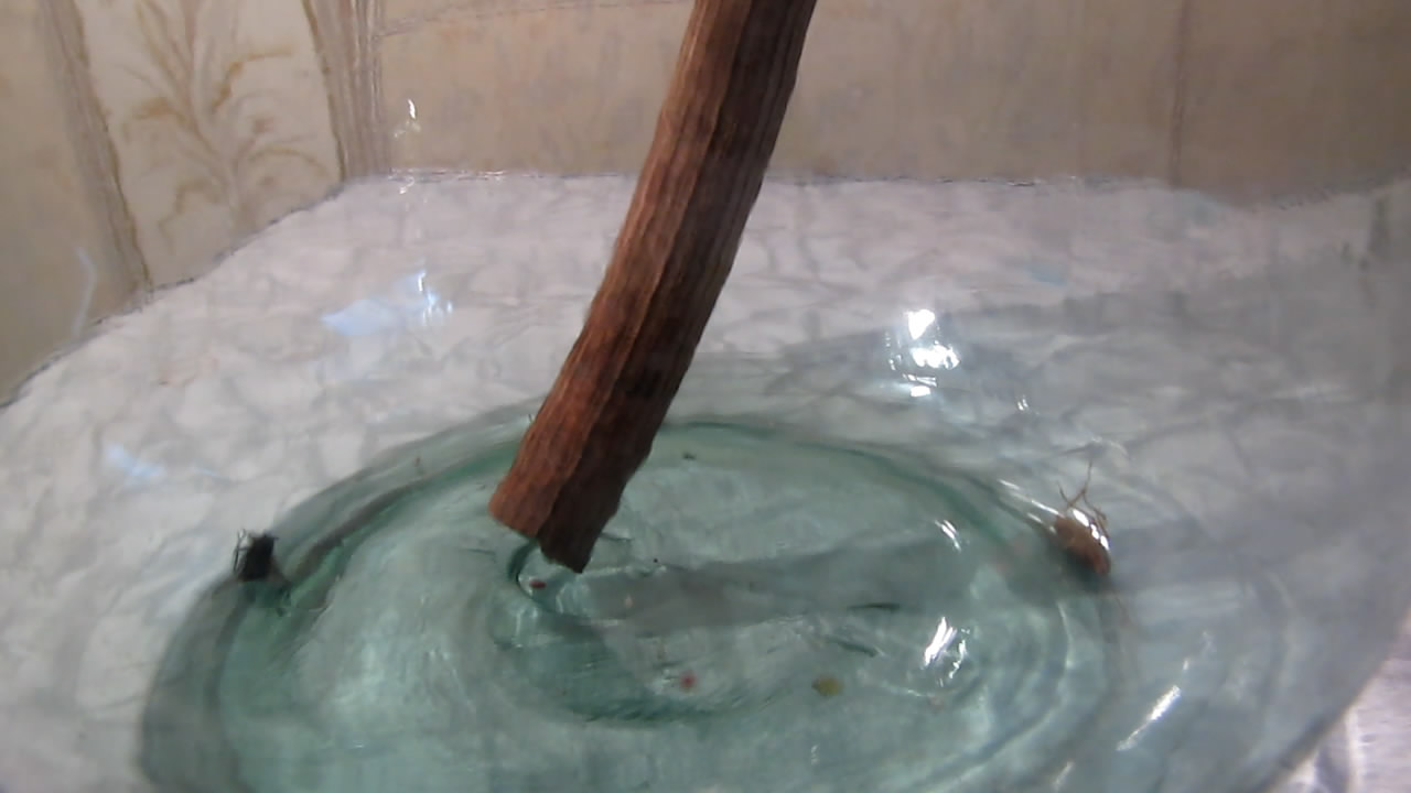 Fly (insect) and German cockroach in atmosphere of methane.      