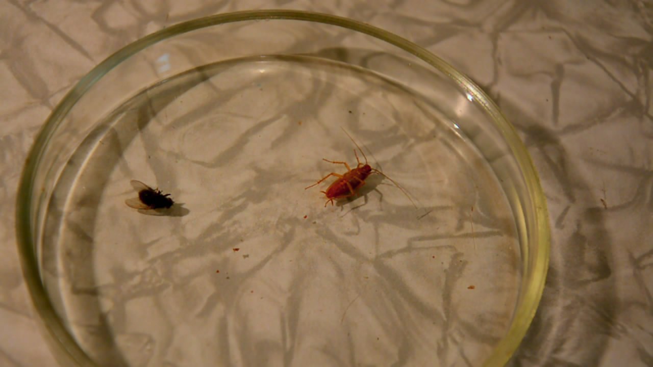 Fly (insect) and German cockroach in atmosphere of methane.      