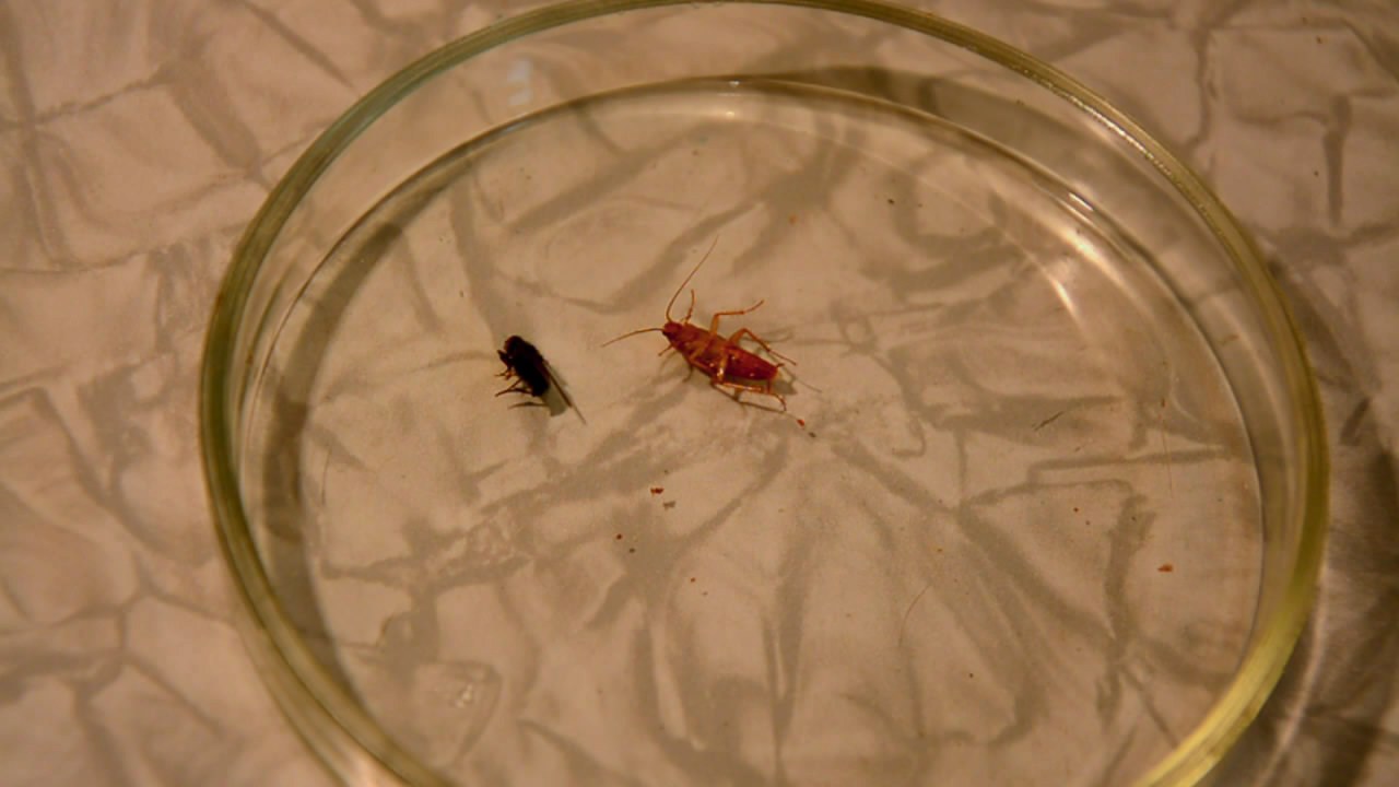 Fly (insect) and German cockroach in atmosphere of methane.      