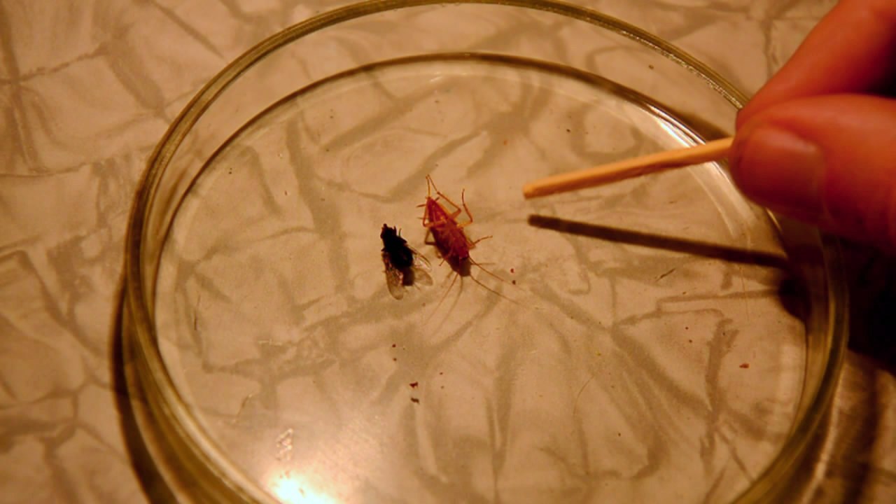 Fly (insect) and German cockroach in atmosphere of methane.      