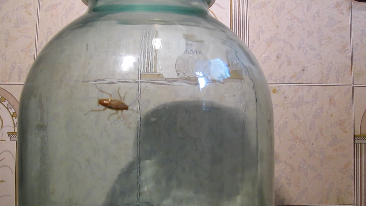Fly (insect) and German cockroach in atmosphere of methane.      