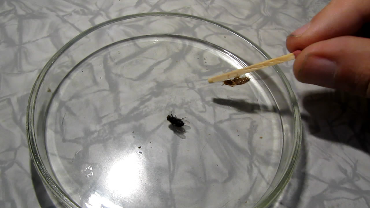 Fly (insect) and German cockroach in atmosphere of methane.      
