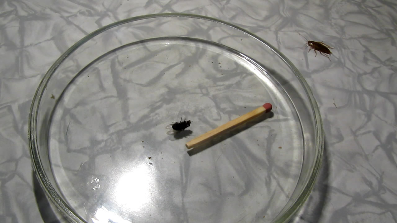 Fly (insect) and German cockroach in atmosphere of methane.      