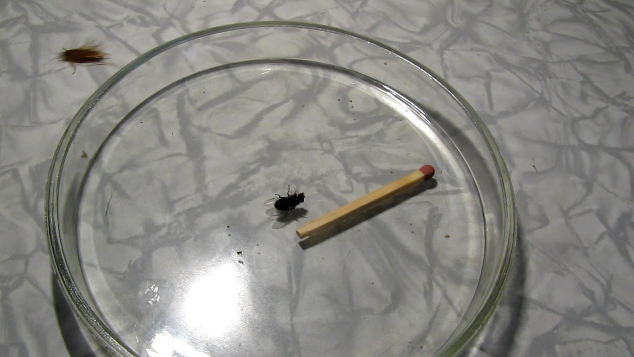 Fly (insect) and German cockroach in atmosphere of methane.      