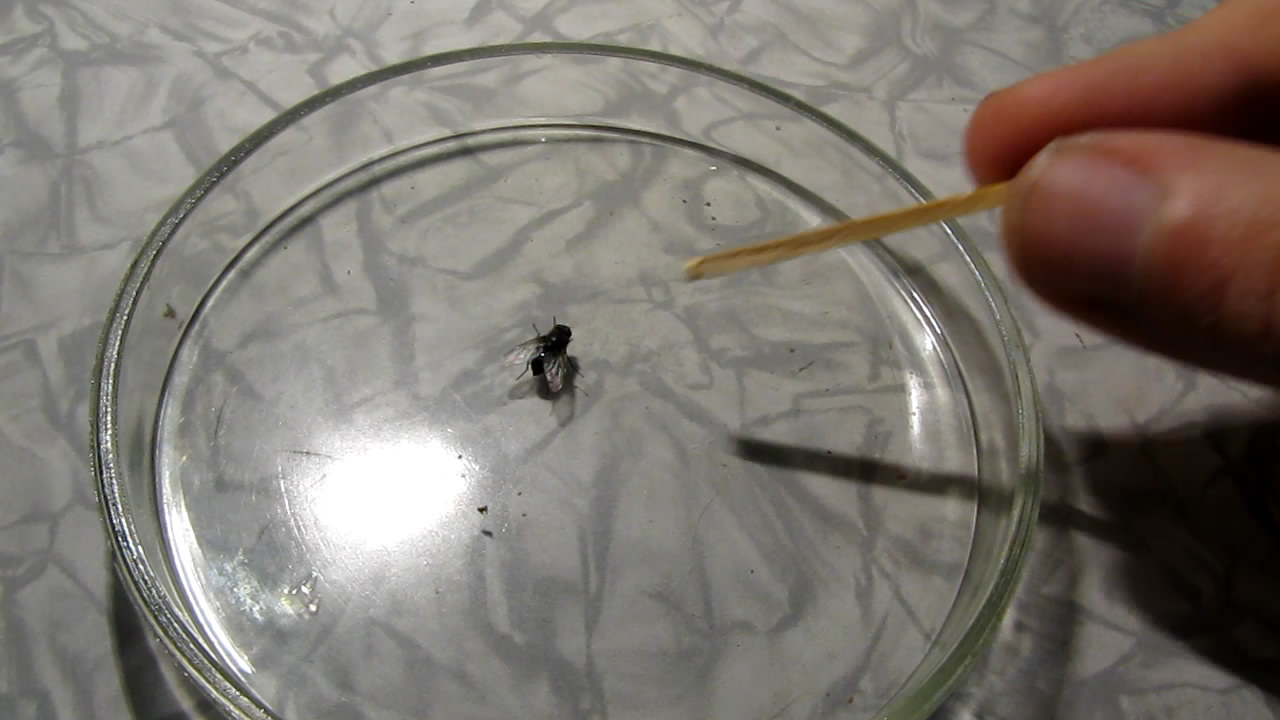Fly (insect) and German cockroach in atmosphere of methane.      