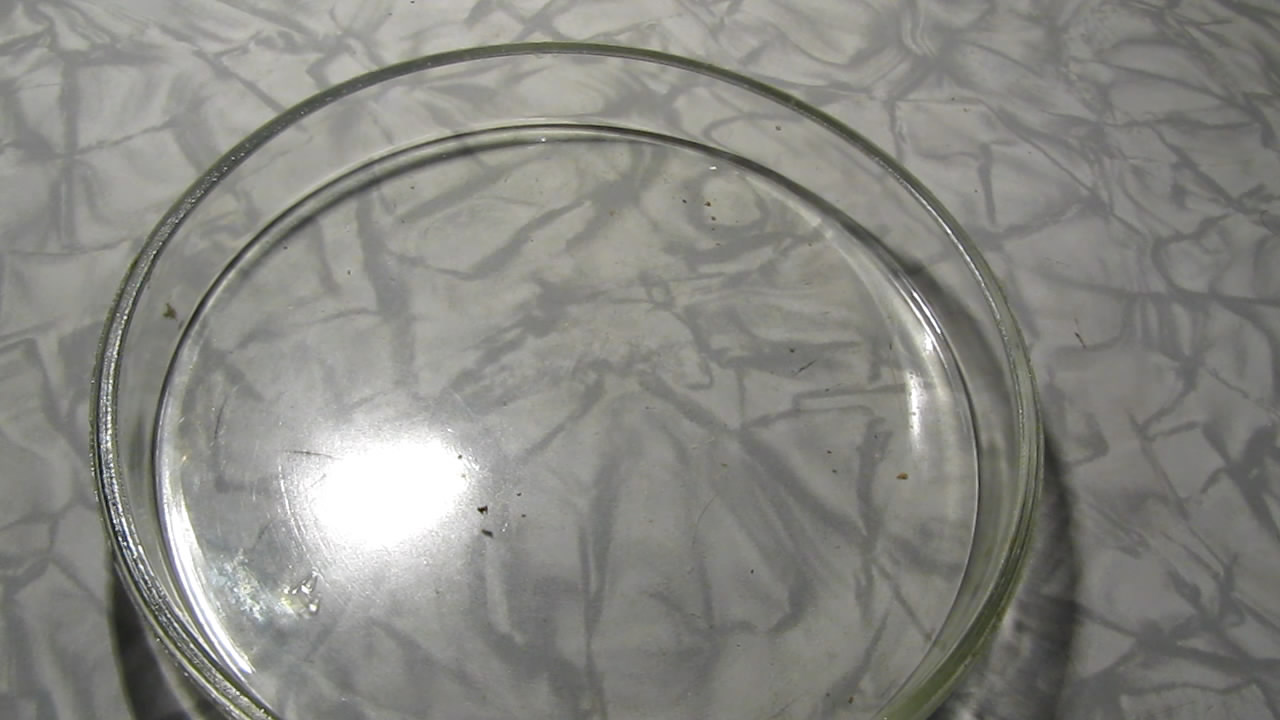 Fly (insect) and German cockroach in atmosphere of methane.      