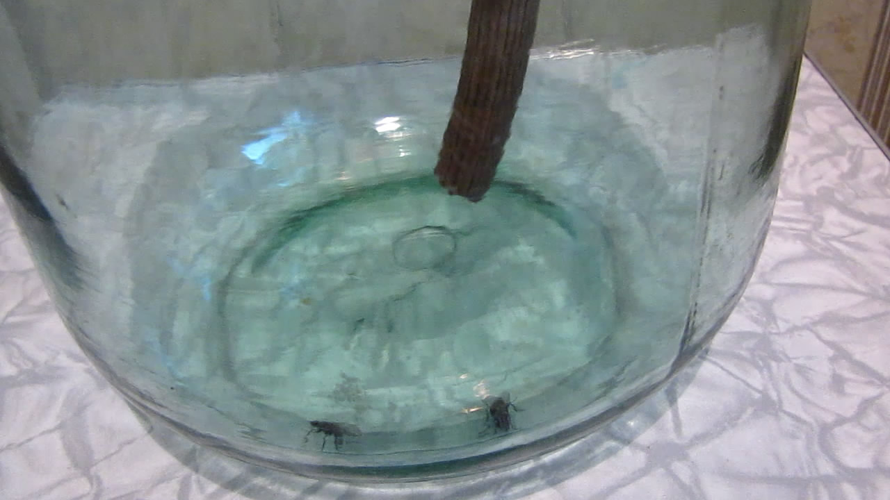    . Fly (insect) in atmosphere of methane