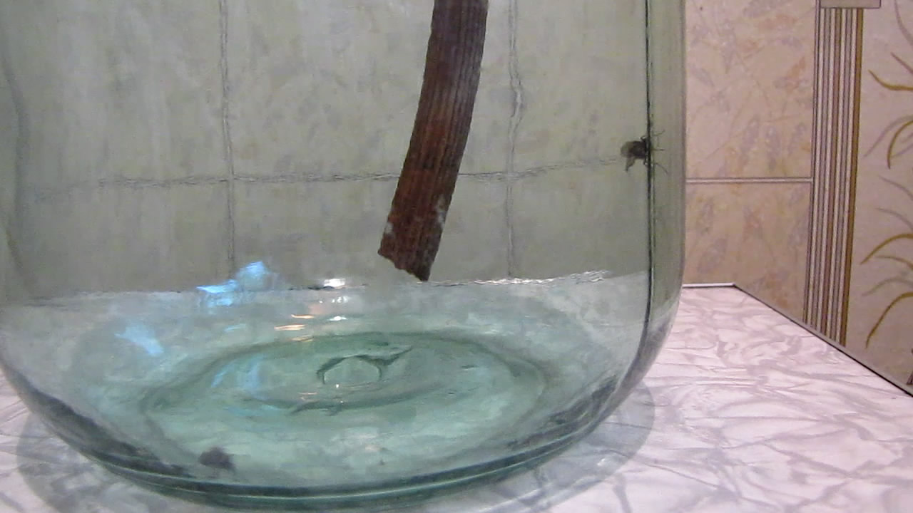    . Fly (insect) in atmosphere of methane