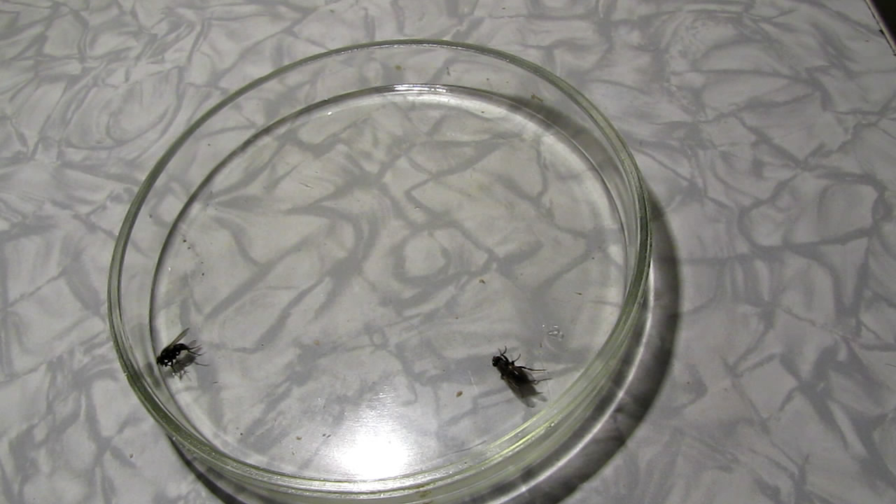    . Fly (insect) in atmosphere of methane