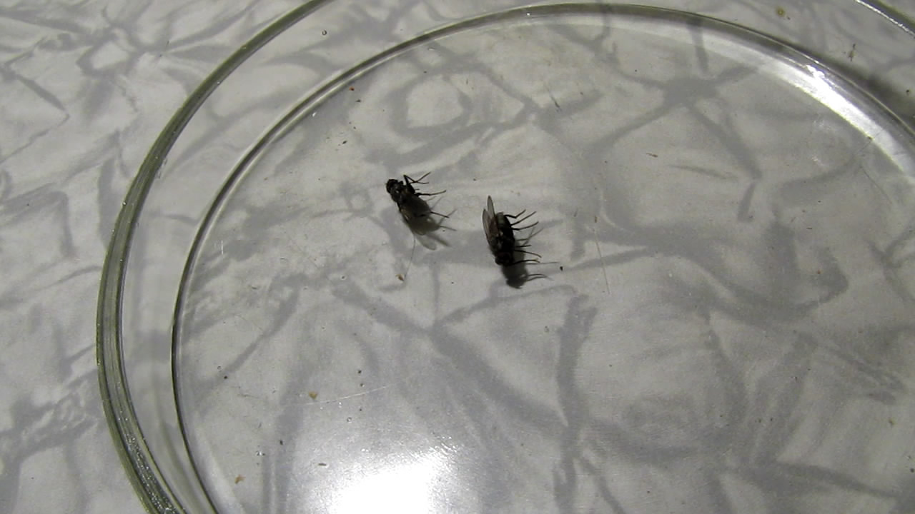    . Fly (insect) in atmosphere of methane