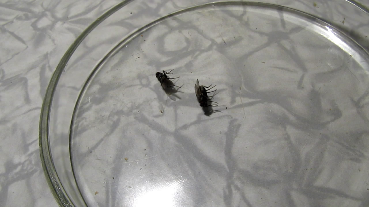    . Fly (insect) in atmosphere of methane