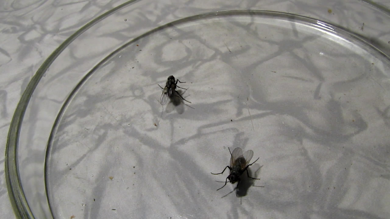    . Fly (insect) in atmosphere of methane