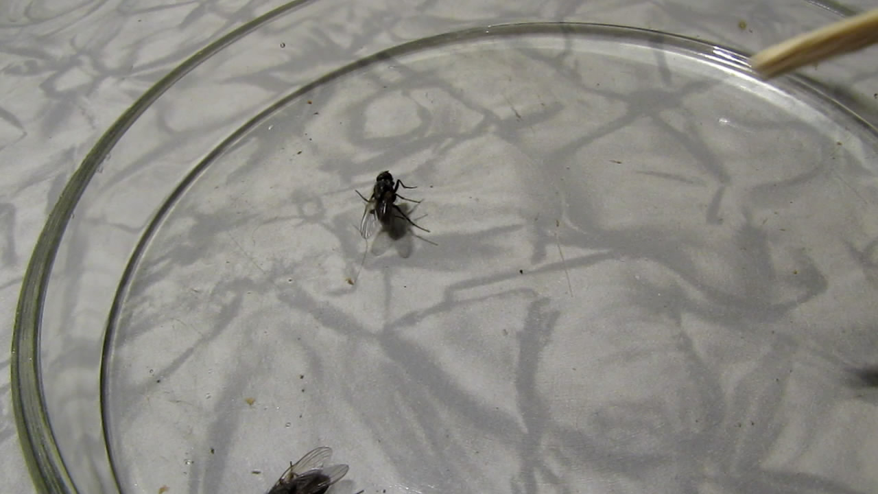   . Fly (insect) in atmosphere of methane