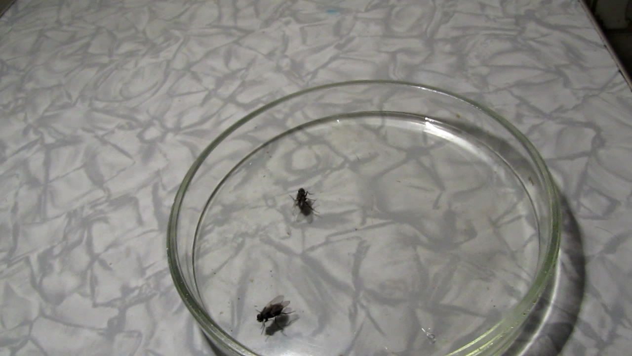    . Fly (insect) in atmosphere of methane