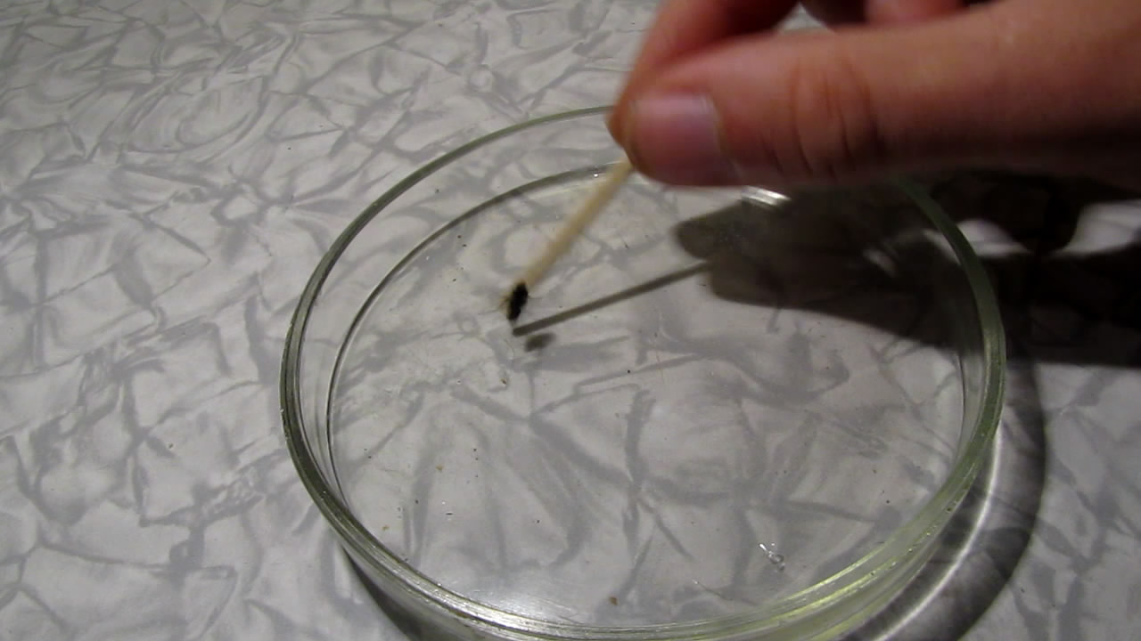    . Fly (insect) in atmosphere of methane