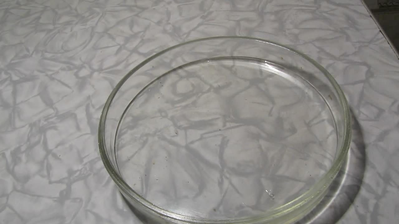    . Fly (insect) in atmosphere of methane