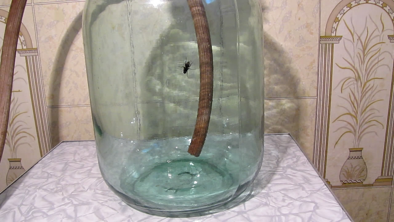    . Fly (insect) in atmosphere of methane