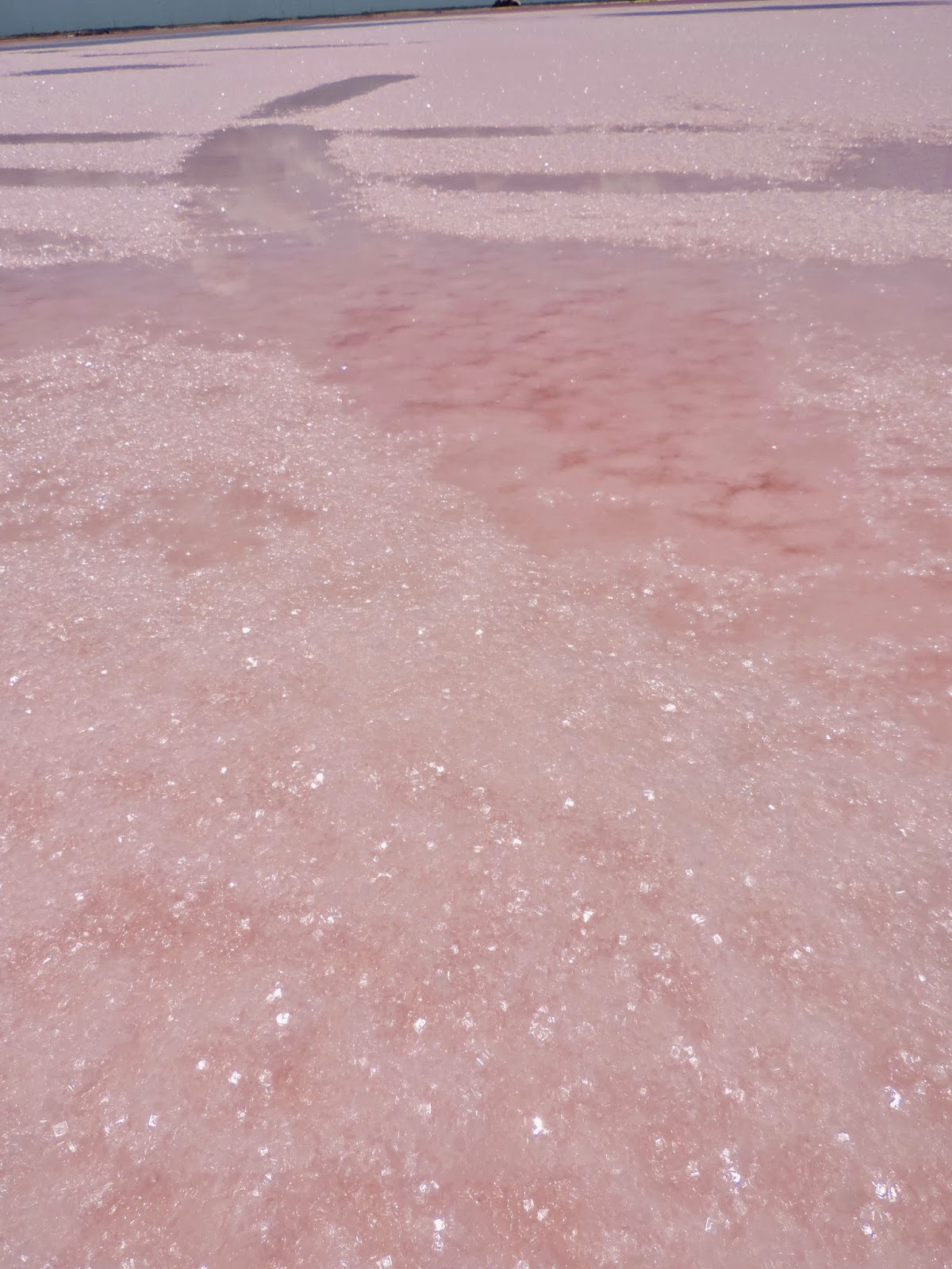   Las Coloradas. Pink lagoon Las Coloradas