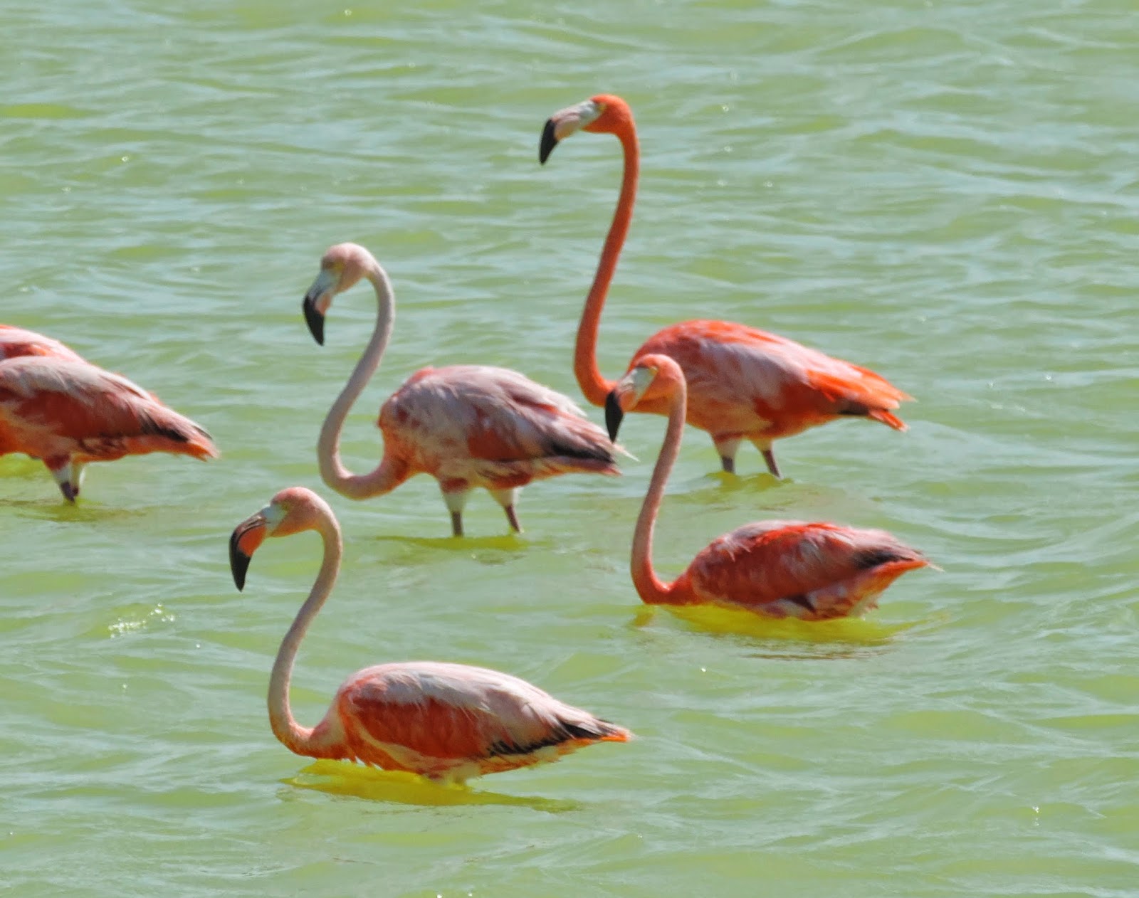   Las Coloradas. Pink lagoon Las Coloradas