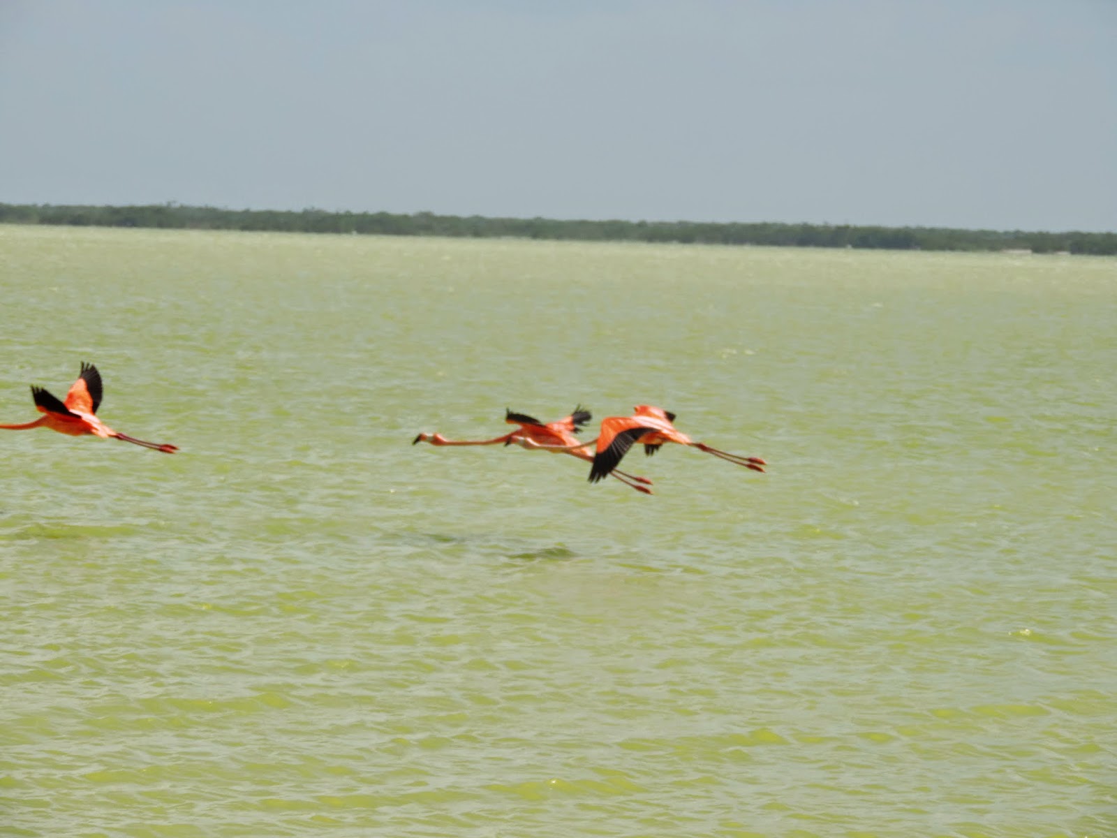   Las Coloradas. Pink lagoon Las Coloradas