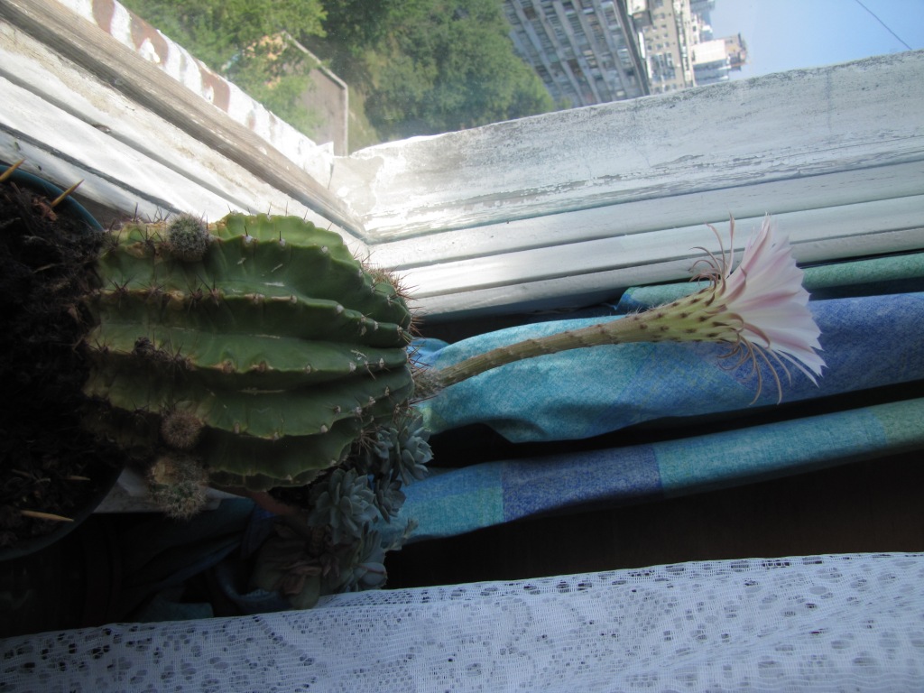  . Blooming cactus