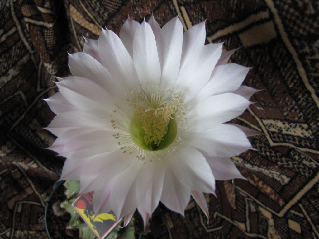  . Blooming cactus