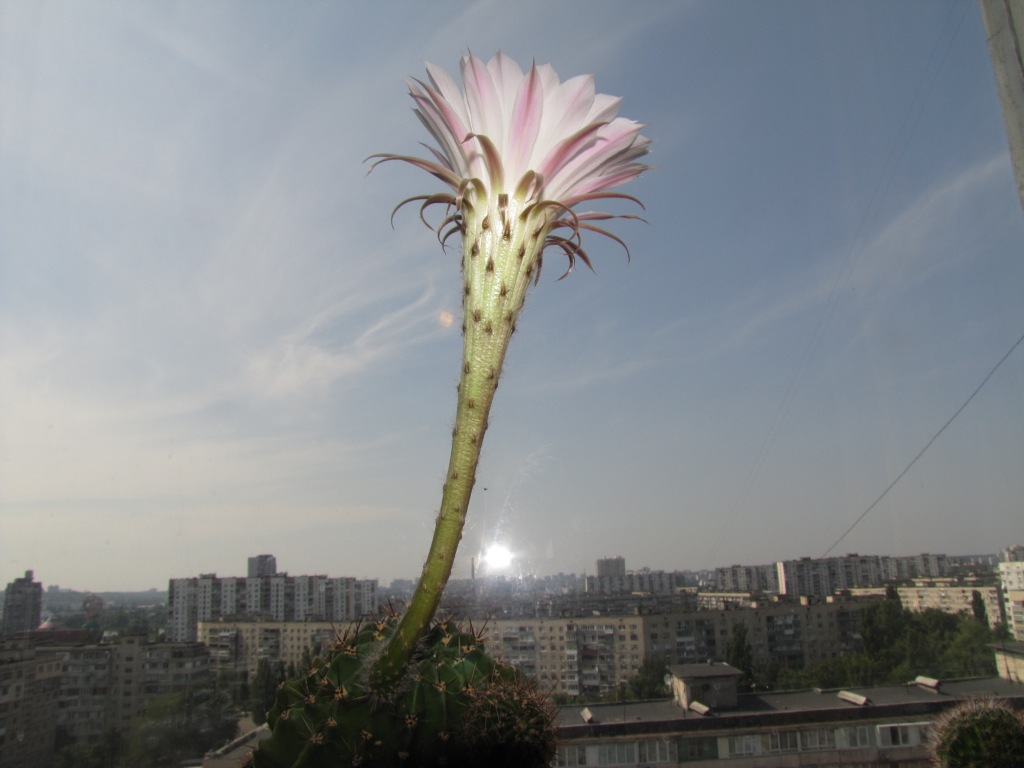  . Blooming cactus