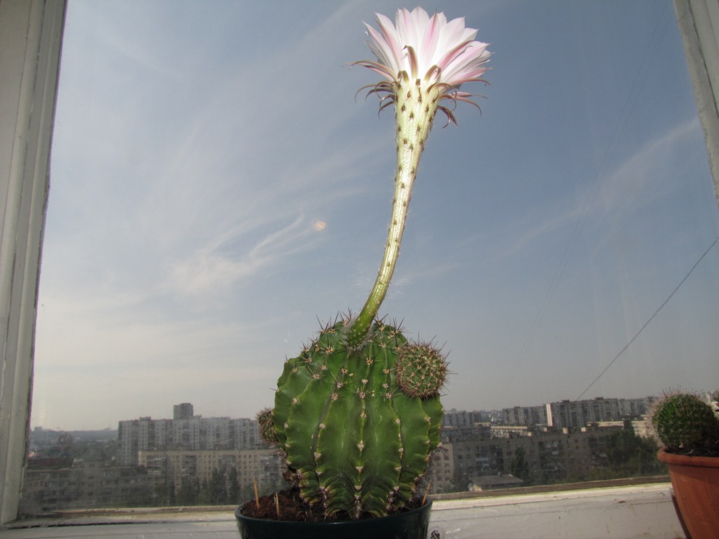  . Blooming cactus