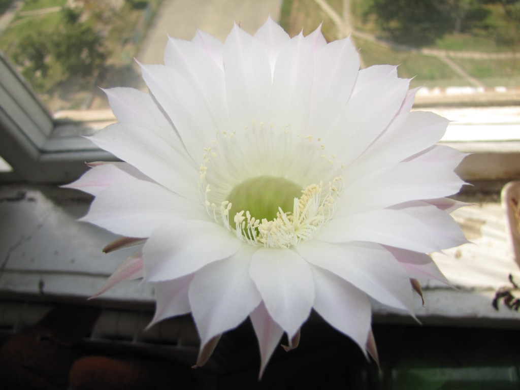  . Blooming cactus