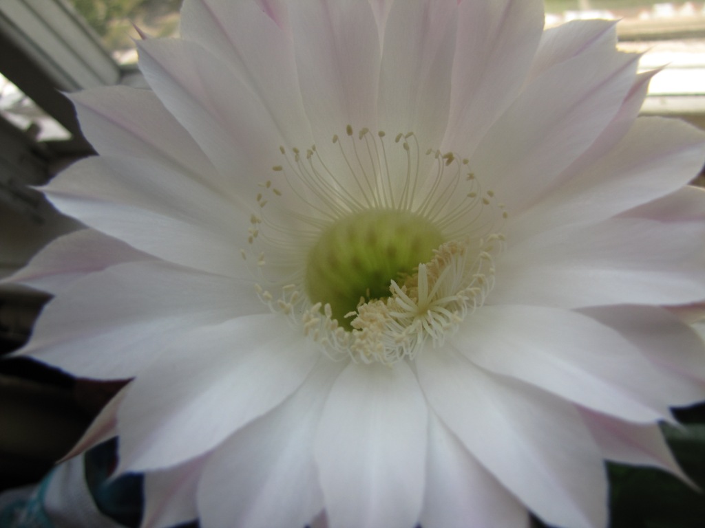  . Blooming cactus