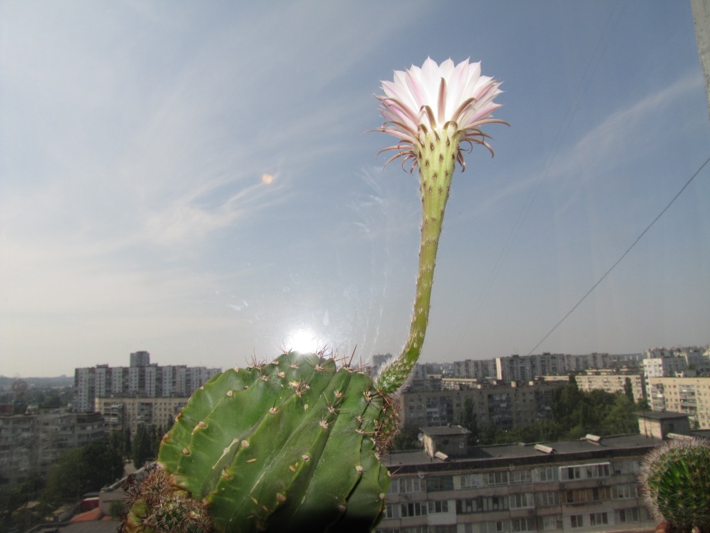  . Blooming cactus