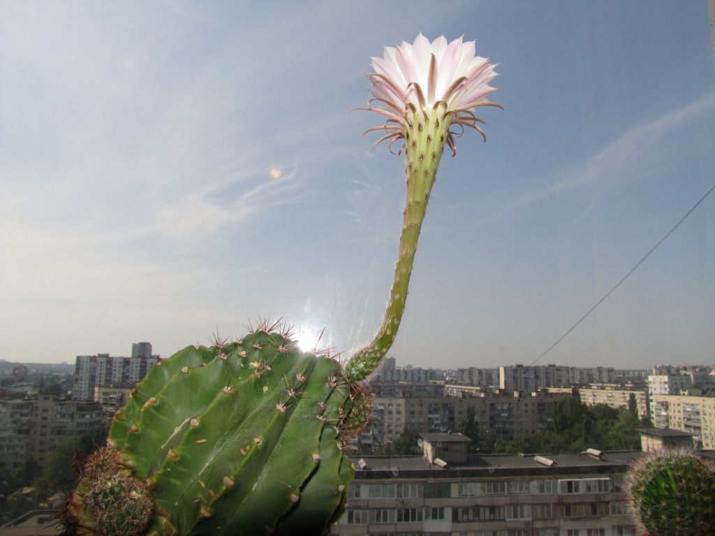  . Blooming cactus