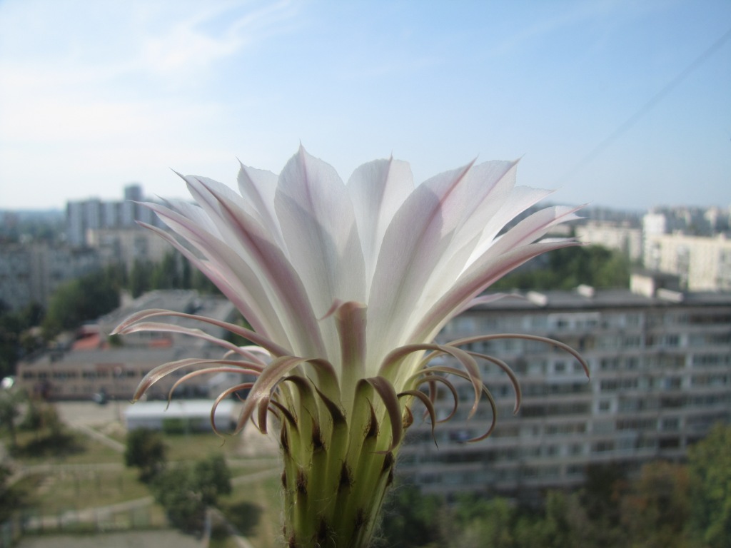  . Blooming cactus