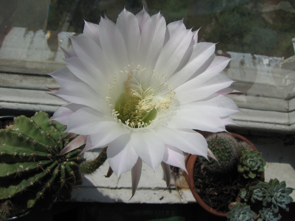  . Blooming cactus