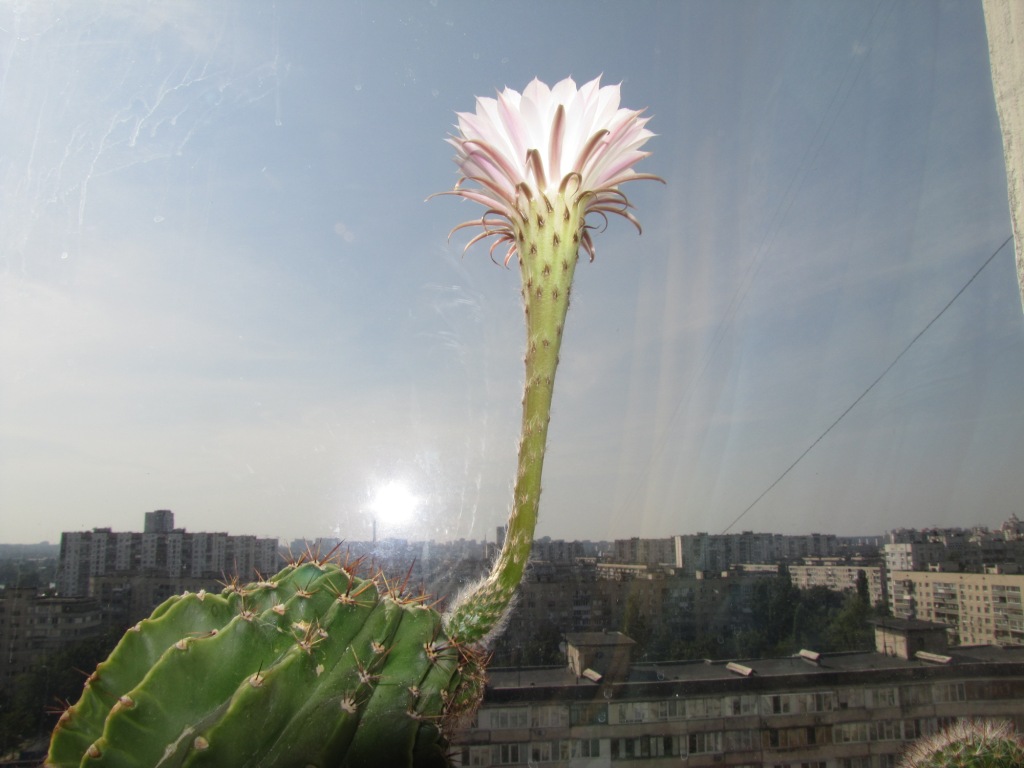  . Blooming cactus