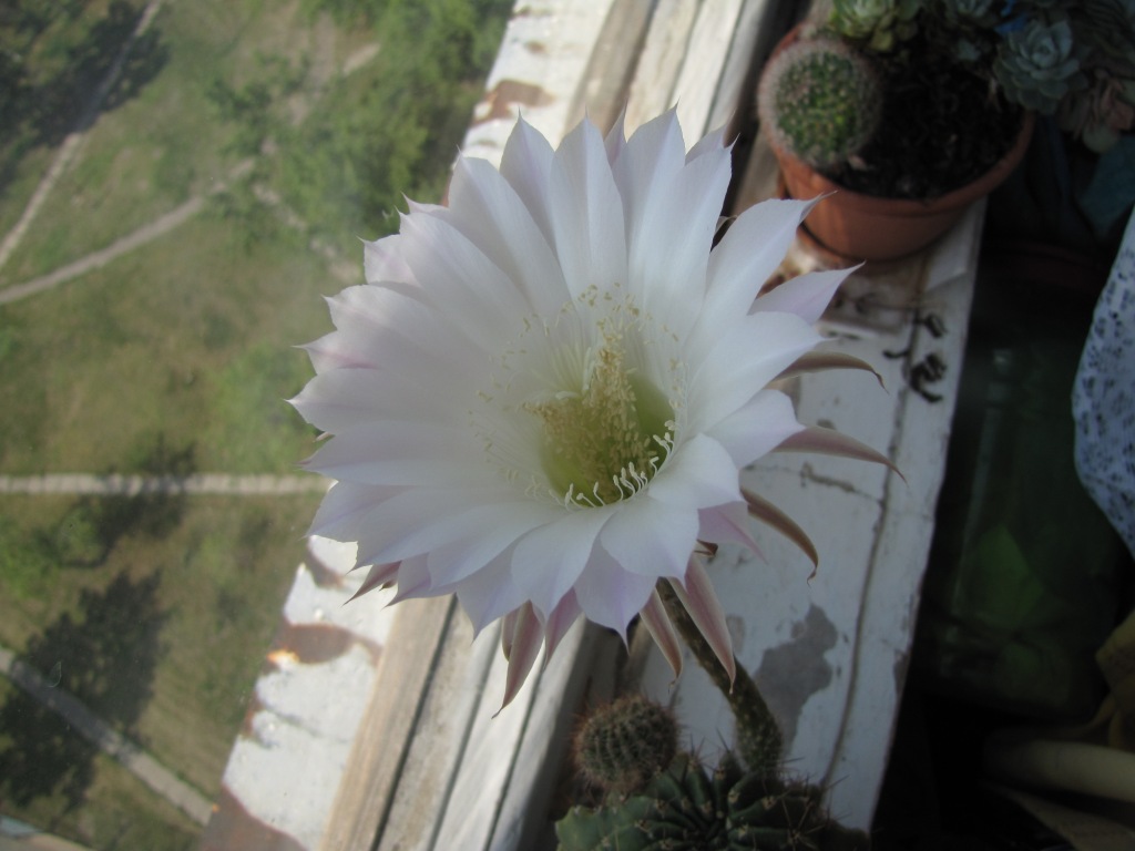  . Blooming cactus