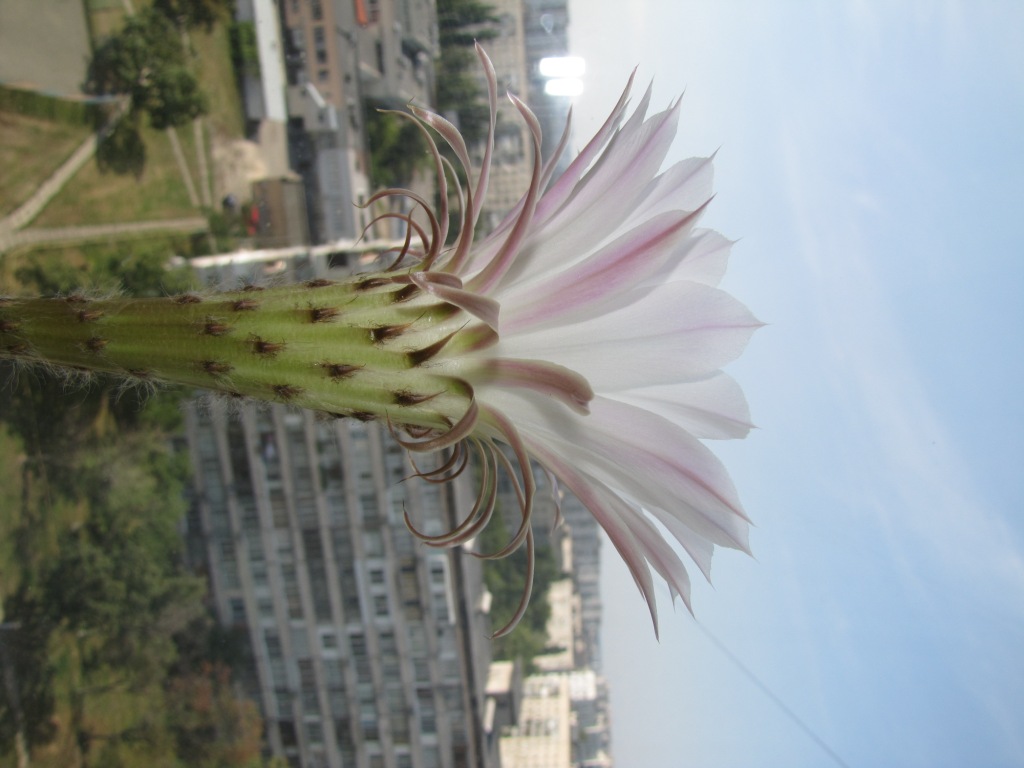  . Blooming cactus