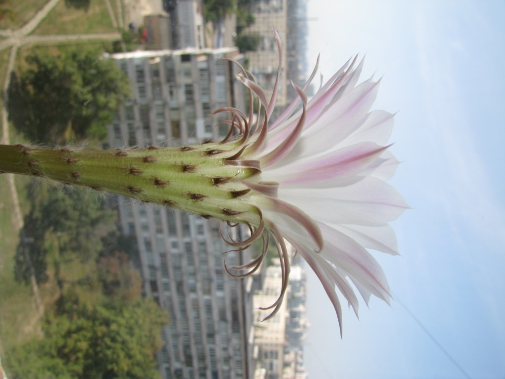  . Blooming cactus