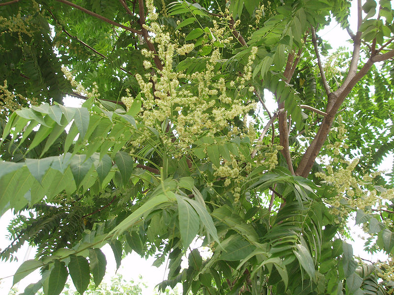  . Ailanthus altissima